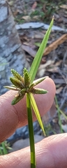Cyperus laevis