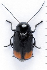 Cryptocephalus biguttatus