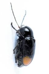 Cryptocephalus biguttatus