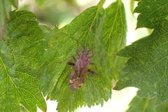 Closterotomus fulvomaculatus