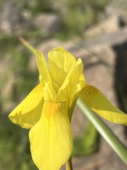 Moraea spathulata
