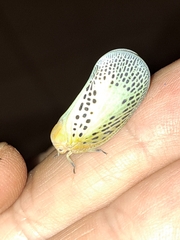 Poekilloptera phalaenoides