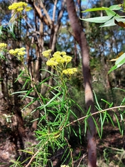 Cassinia aureonitens