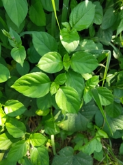 Asystasia gangetica gangetica