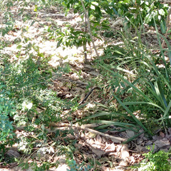 Dendrelaphis punctulatus
