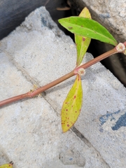 Alternanthera sessilis