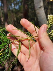 Cassinia aureonitens