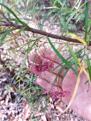 Grevillea diffusa