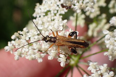 Oedemera podagrariae