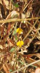 Crotalaria filipes