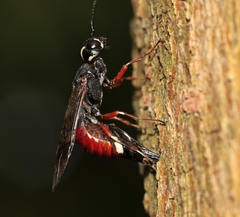 Xiphydria prolongata