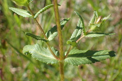 Rhinanthus