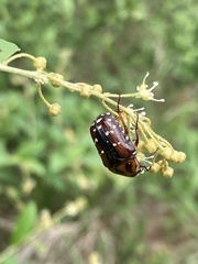 Clinteroides permutans