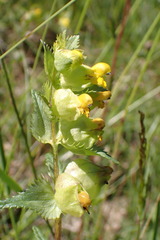 Rhinanthus
