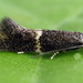 Elachista adscitella - Photo (c) Andrey Ponomarev, some rights reserved (CC BY-NC), uploaded by Andrey Ponomarev