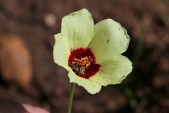 Hibiscus pusillus