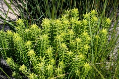 Campylostachys cernua