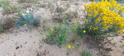 Tangled Burr-daisy (Calotis erinacea)