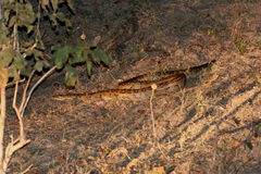 Python natalensis
