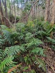 Blechnum camfieldii