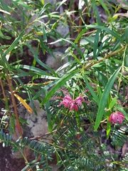 Grevillea diffusa