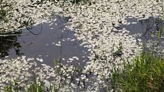 Potamogeton natans