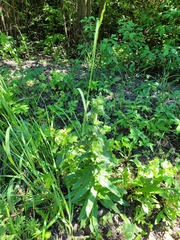 Campanula cervicaria