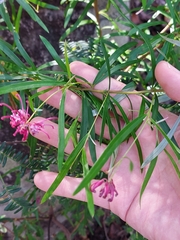 Grevillea diffusa