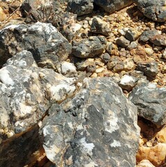 Karusasaurus polyzonus