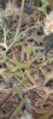 Trachymene cyanopetala