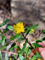 Hibbertia nitida