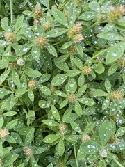 Trifolium squamosum