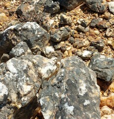 Karusasaurus polyzonus