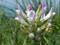 Astragalus vesicarius