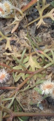 Trachymene cyanopetala