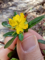 Hibbertia nitida