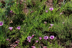 Ipomoea oenotheroides