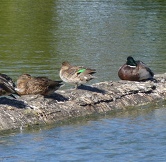 Anas crecca carolinensis