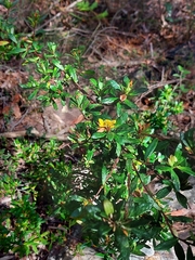 Hibbertia nitida