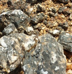 Karusasaurus polyzonus