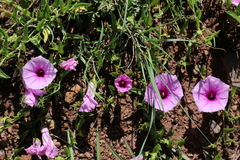 Ipomoea oenotheroides