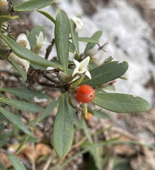 Daphne oleoides