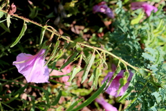 Ipomoea oenotheroides