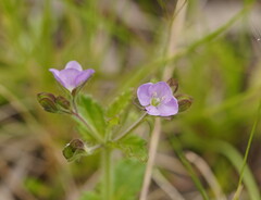 Veronica calycina