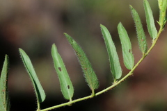 Ipomoea oenotheroides