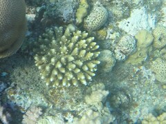Acropora gemmifera