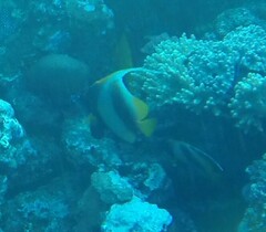 Heniochus intermedius