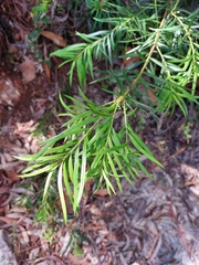 Podocarpus spinulosus