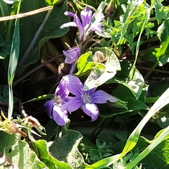 Mandragora autumnalis