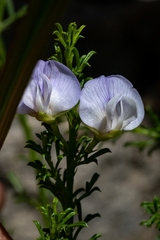 Psoralea aculeata